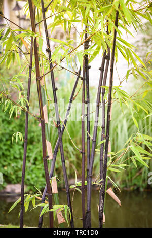 Black bamboo tree crescita naturale nel parco giardino Foto Stock