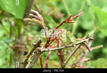 Sapone vegetale Bobs su albero a foglia verde per il cibo e le erbe / Acacia concinna Foto Stock