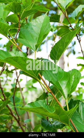 Il Gelso con foglia verde sul ramo in giardino frutta Foto Stock