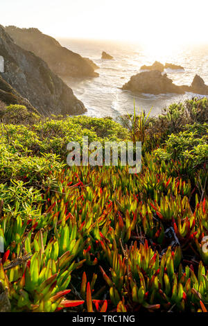 Bel rosso e verde succulente su una scogliera che si affaccia sul litorale di Big Sur in California durante il tramonto. Foto Stock