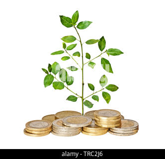 Albero che cresce dalla pila di monete Foto Stock