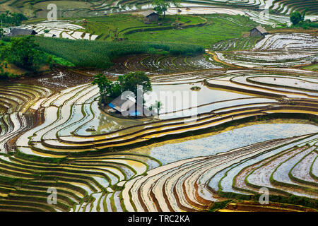 Annaffiate terrazze di riso pronto per la straziante e l'aratura. Posizione: Y Ty, Vietnam. Foto Stock