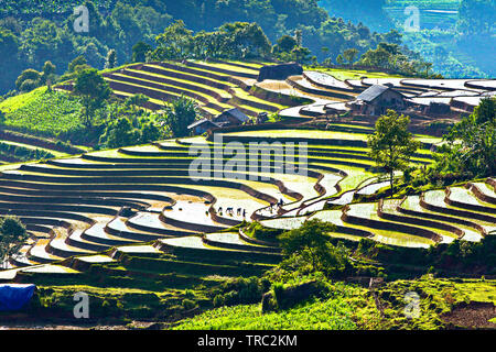 Annaffiate terrazze di riso pronto per la straziante e l'aratura. Posizione: Y Ty, Vietnam. Foto Stock