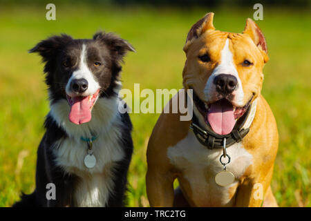 Cane nella mangiatoia. L'estate. Passeggiata. Campo. Il fieno. Cane. La natura. Border Collie e Staffordshire terrier sono a piedi nel campo Foto Stock