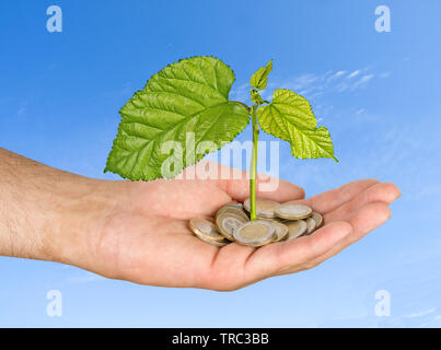 Palm con un albero growng dalla pila di monete Foto Stock