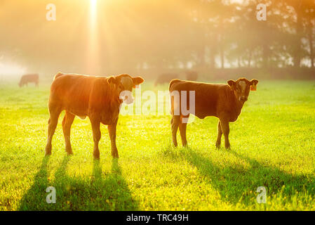 Due vitelli in golden mattina di sole. Foggy umore sul prato. Foto Stock