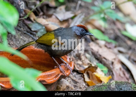 Argento-eared Laughingthrush appollaiate su una ciotola di argilla di acqua Foto Stock