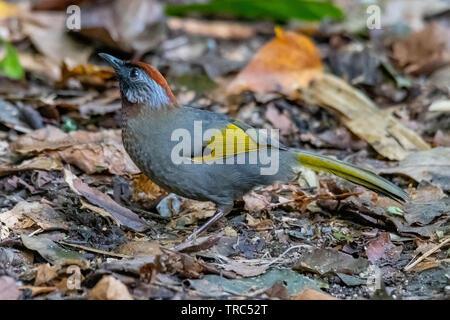 Argento-eared Laughingthrush appollaiate su terra con le foglie essiccate di trovare per gli insetti Foto Stock