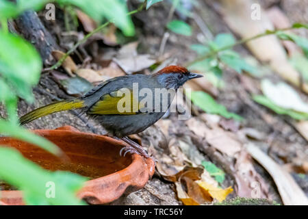 Argento-eared Laughingthrush appollaiate su una ciotola di argilla di acqua Foto Stock
