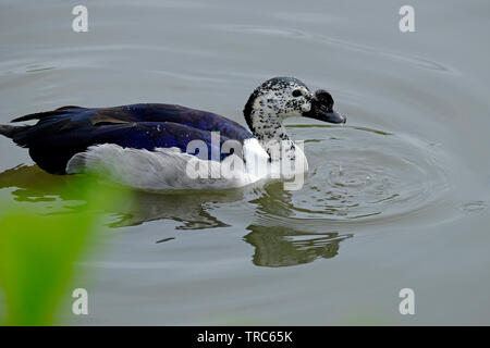 Manopola di cattività fatturati, pettine africana di anatre sull acqua, Norfolk, Inghilterra Foto Stock