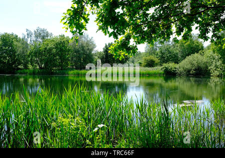 Pensthorpe riserva naturale, Norfolk, Inghilterra Foto Stock
