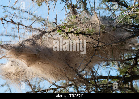Un nido del ragno sociale nei rami di una spina nel selvaggio, iMfolozi Game Park, Sud Africa. Foto Stock