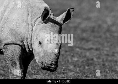 Primo piano di simpatico, rhinoceros bianco bambino (Ceratotherium simum) in piedi isolati, all'aperto al sole al parco naturale del Regno Unito. Spazio di copia. Foto Stock