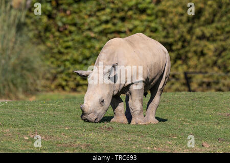 Vista frontale dettagliata e ravvicinata del simpatico rinoceronte bianco (Ceratotherium simum) isolato all'aperto sotto il sole, al pascolo nel parco naturale del Regno Unito. Foto Stock