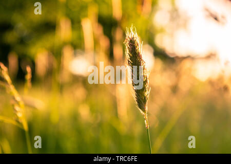 Timothy-erba aka coda di volpe in controluce la luce del sole del tramonto dorato Foto Stock