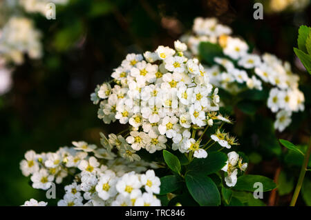 Fiori bianchi di biancospino (Crataegus monogyna) Foto Stock