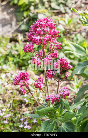 Red Valeriana Centranthus ruber, pianta è una fonte di nettare per insetti Foto Stock