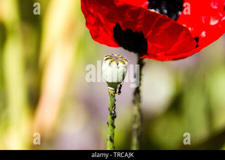 Le formiche sono mangiare afidi su una capsula di un greco fiore di papavero (Papaver rhoeas). Messa a fuoco selettiva su afidi. Foto Stock