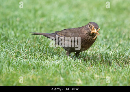 Una femmina di merlo mealworms raccolta per i pulcini, England, Regno Unito Foto Stock