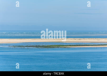 Baia di Arcachon (Francia), di ostriche del sandbank di Arguin Foto Stock