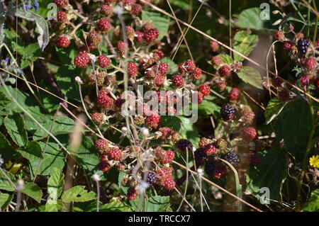 Frutti rossi e neri in un Blackberry nelle montagne della Galizia. Recinzione di valli. Foreste di pini. Prati e boschi di eucalipto in Rebedul. Agost Foto Stock