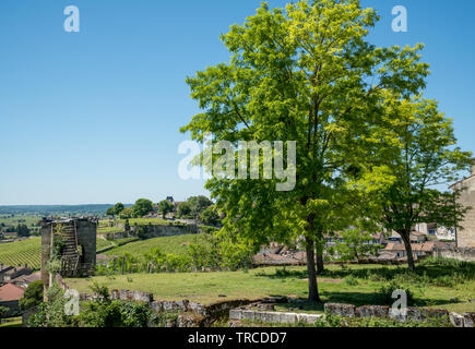 I vigneti di Saint Emilion (Gironde, Francia), vicino a Bordeaux Foto Stock