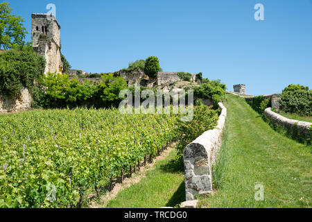 I vigneti di Saint Emilion (Gironde, Francia), vicino a Bordeaux Foto Stock