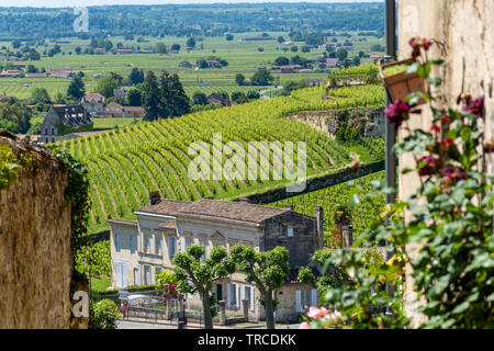 I vigneti di Saint Emilion (Gironde, Francia), vicino a Bordeaux Foto Stock