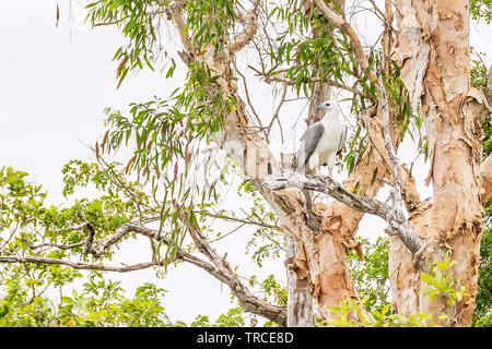 Bella bianco-gonfiato aquila del mare su un alto ramo di albero in Kakadu Park, Australia Foto Stock