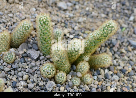 Mini impianto di Cactus. Messa a fuoco selettiva e profondità di campo. Foto Stock