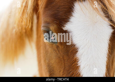 Riflessioni negli occhi di un cavallo, vista di un cavallo rosso, la vista di un cavallo Foto Stock
