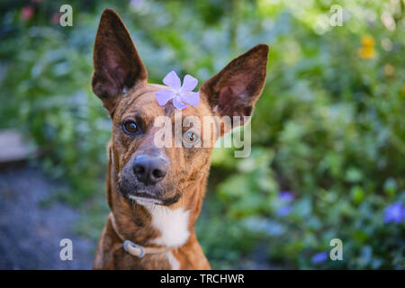 Cane in giardino con fiore in testa Foto Stock