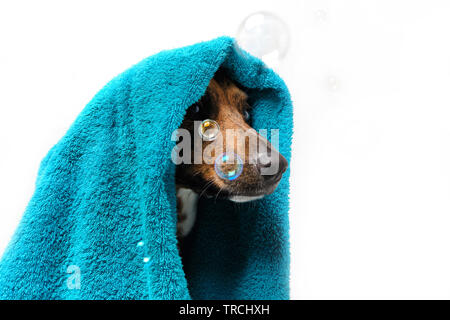 Cane bianco e nero in bagno con asciugamano blu sulla testa. Foto  illustrata di collie con bordo bagnato con coda di sirene Foto stock - Alamy