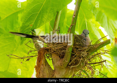 Femmina Colomba maculato incubazione di uova nel nido sotto l'ombra degli alberi di lattuga Foto Stock
