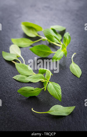 Immagine del tailandese di foglie di basilico Foto Stock