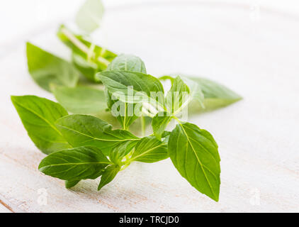 Immagine del tailandese di foglie di basilico Foto Stock