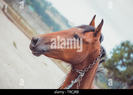 Ritratto di Nizza cavallo marrone. Cavallo bellissimo colpo di testa. Foto Stock
