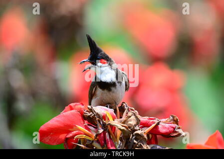 Bulbul sul fiore Foto Stock