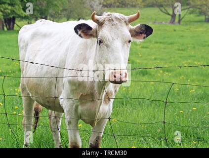 Vacca bianca in piedi dietro un barbiglio recinto di filo su country farm Foto Stock