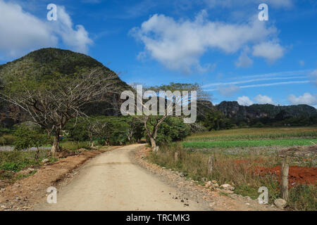 Vista del paesaggio cubano in Vinales Valley National Park con il tabacco aziende agricole, campi, piantagioni, colline, mucche, bella natura cubana e vege tropicale Foto Stock