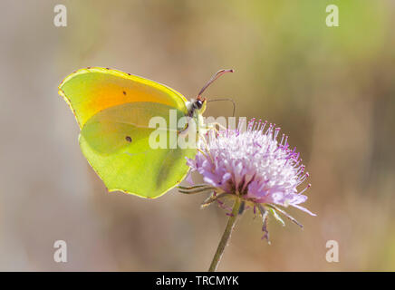 Cleopatra , Cleopatra butterfly, Gonepteryx cleopatra, Andalusia. Foto Stock