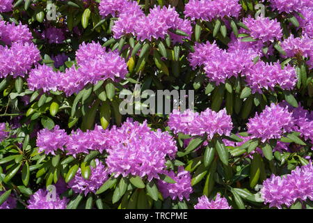 In prossimità della boccola di rododendro Foto Stock