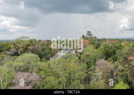 Vista della giungla con colorate di alberi in fiore, un drammatico cielo e antiche rovine Maya, da una piattaforma alta, nel Parco Nazionale di Tikal, Guatemala Foto Stock