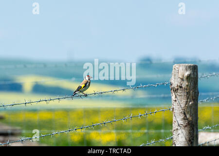 Un cardellino (Carduelis carduelis) appollaiato su un filo spinato Foto Stock