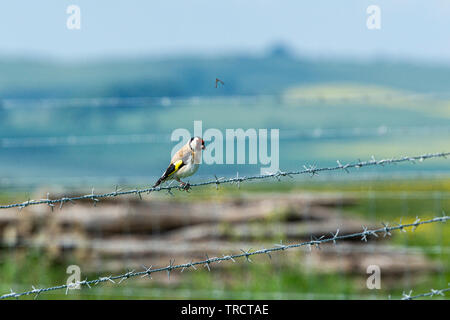 Un cardellino (Carduelis carduelis) appollaiato su un filo spinato Foto Stock