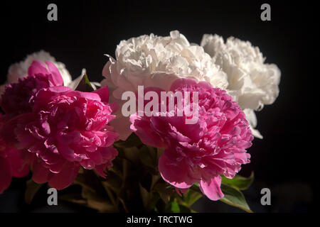 Un bouquet di bianco e di rosso le peonie in un vaso trasparente su sfondo scuro Foto Stock