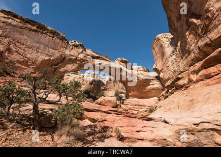 Hickman Bridge è un famoso punto di riferimento naturale situato all'interno di Capital Reef National Park nello Utah. Foto Stock