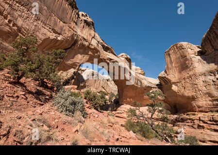 Hickman Bridge è un famoso punto di riferimento naturale situato all'interno di Capital Reef National Park nello Utah. Foto Stock