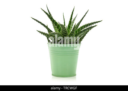Poco succulente pianta di cactus nel verde di un recipiente in metallo isolato su sfondo bianco. Foto Stock
