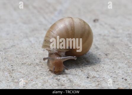 Ripresa macro di una lumaca dalla parte anteriore Foto Stock